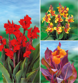 COLIBRIANT 3 CANNAS : 1 BRILLANT + 1 REINE CHARLOTTE+ 1 DURBAN