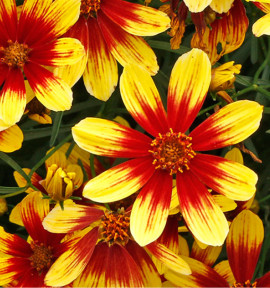 COREOPSIS FIREFLY