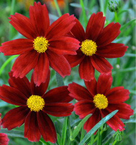 COREOPSIS LITTLE BANG® RED ELF