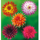 COLIBRIANT 5 DAHLIAS CACTUS : 1 OISEAU DE FEU + 1 JURA + 1 COLOR SPECTACLE + 1 CHAT NOIR + 1 JOCONDO