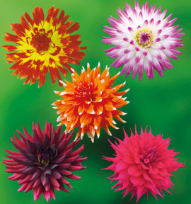 COLIBRIANT 5 DAHLIAS CACTUS : 1 OISEAU DE FEU + 1 JURA + 1 COLOR SPECTACLE + 1 CHAT NOIR + 1 JOCONDO