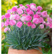 OEILLET MIGNARDISE SCENT FIRST® PINK CELEBRATION®