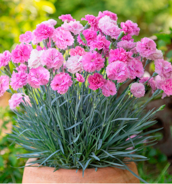 OEILLET MIGNARDISE SCENT FIRST® PINK CELEBRATION®