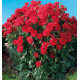 DAHLIA JAIPUR