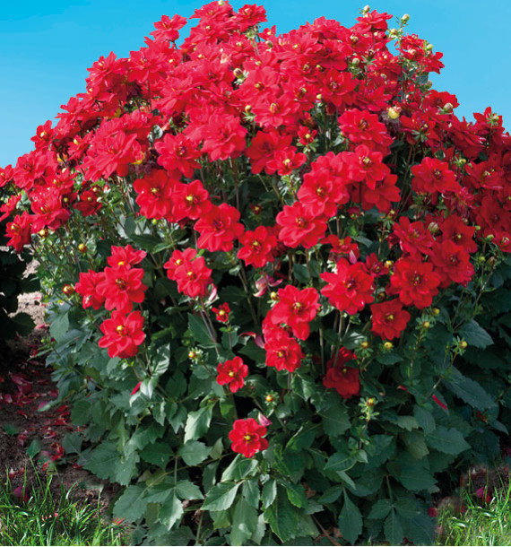 DAHLIA JAIPUR