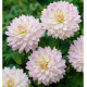 DAHLIA DÉCORATIF CRAZY LOVE