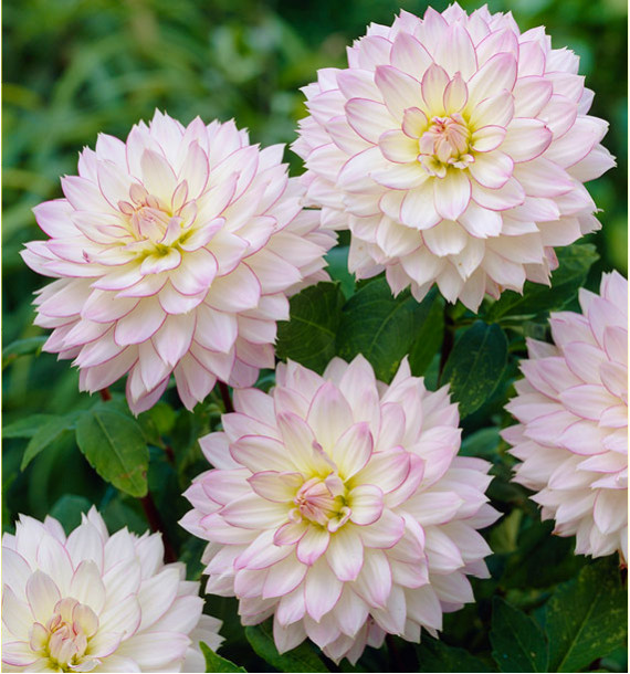 DAHLIA DÉCORATIF CRAZY LOVE