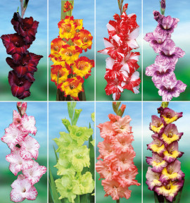 COLIBRIANT 64 GLAIEULS GEANTS : 8 BLUSHED LOOKS + 8 BACK SURPRISE + 8 GREEN STAR + 8 MY LOVE + 8 DYNAMITE + 8 PRINCESS MARGARET ROSE + 8 PASSOS + 8 ZIZANIE