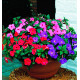 ACHIMENES en melange de coloris