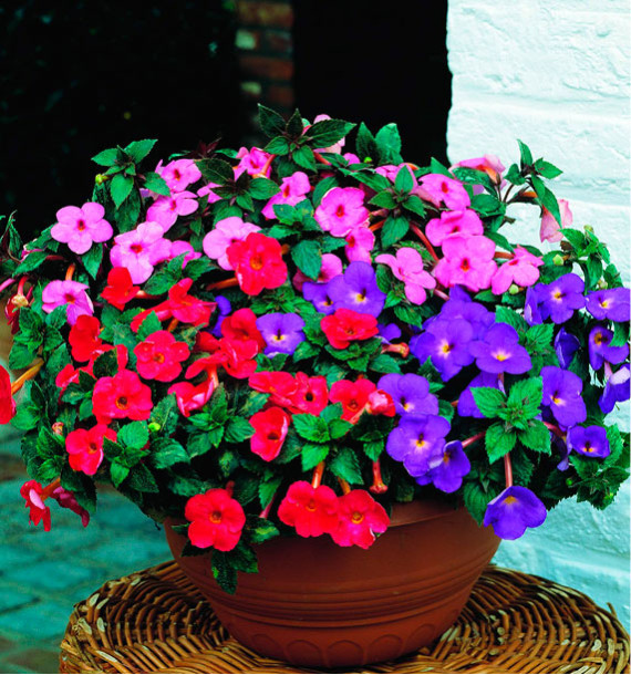 ACHIMENES en melange de coloris