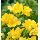FREESIA JAUNE