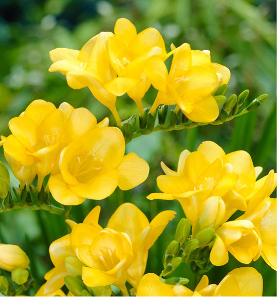 FREESIA JAUNE
