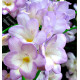 FREESIA BLUE SEA