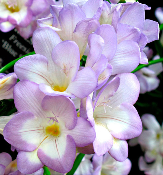 FREESIA BLUE SEA