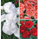 COLIBRIANT 3 OEILLETS ANGLAIS : 1 HOUNDSPOOL CHERYL + 1 BLANCHE D'ANJOU + 1 CORAL REEF