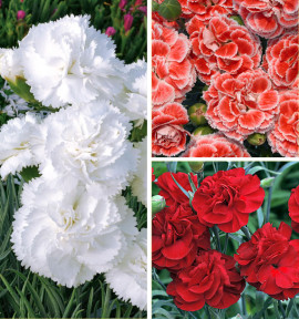 COLIBRIANT 3 OEILLETS ANGLAIS : 1 HOUNDSPOOL CHERYL + 1 BLANCHE D'ANJOU + 1 CORAL REEF