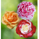 COLIBRIANT 3 ROSIERS BUISSONS : 1 VALENCIA + 1SCENTIMENTAL + 1 DOUBLE DELIGHT