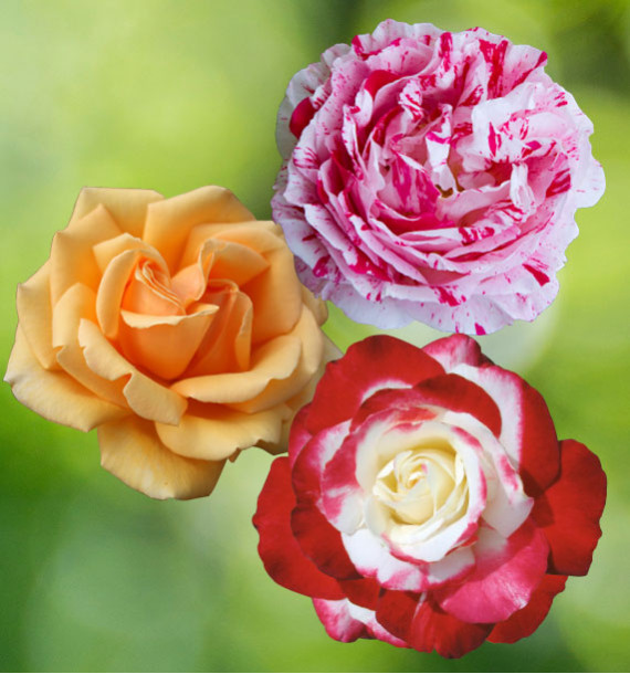 COLIBRIANT 3 ROSIERS BUISSONS : 1 VALENCIA + 1SCENTIMENTAL + 1 DOUBLE DELIGHT