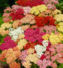ACHILLÉE MILLEFOLIUM
