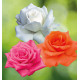COLIBRIANT 3 ROSIERS BUISSONS : 1 ANNAPURNA® + 1KANEGEM + 1 ROYAL PERFUME