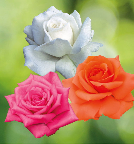 COLIBRIANT 3 ROSIERS BUISSONS : 1 ANNAPURNA® + 1KANEGEM + 1 ROYAL PERFUME