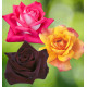 COLIBRIANT 3 ROSIERS BUISSONS : 1 ROSE GAUJARD + 1SUTTER'S GOLD + 1 BLACK BACCARA®