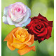 COLIBRIANT 3 ROSIERS BUISSONS : 1 MOONSTONE® + 1MILDRED SCHEEL + 1 WHISKY®