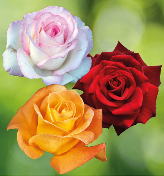 COLIBRIANT 3 ROSIERS BUISSONS : 1 MOONSTONE® + 1MILDRED SCHEEL + 1 WHISKY®