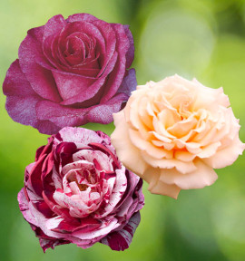 1 VIOLETTE PARFUMEE® + 1 DIAMOND JUBILEE + 1 NEW IMAGINE