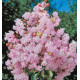 LILAS DES INDES RHAPSODY IN PINK