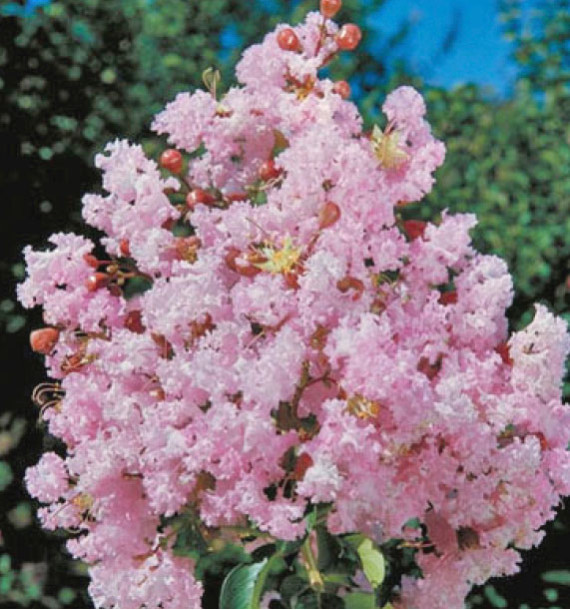 LILAS DES INDES RHAPSODY IN PINK