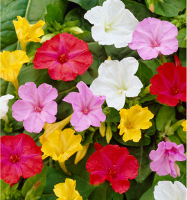 MIRABILIS JALAPA