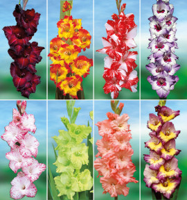 COLIBRIANT 64 GLAIEULS GEANTS : 8 BLUSHED LOOKS + 8 BACK SURPRISE + 8 GREEN STAR + 8 MY LOVE + 8 DYNAMITE + 8 PRINCESS MARGARET ROSE + 8 VISTA + 8 ZIZANIE