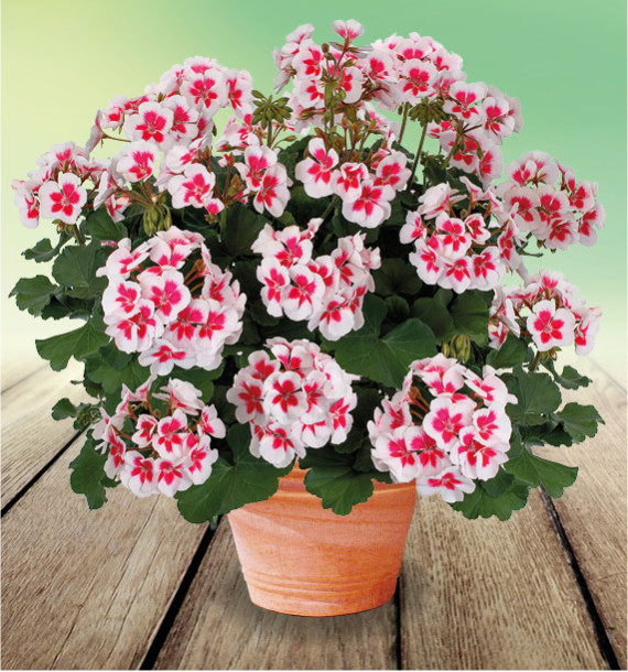 GERANIUM ZONALE MOJO® WHITE SPLASH