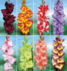 COLIBRIANT 72 GLAIEULS GEANTS : 8 BLUSHED LOOKS + 8 BACK SURPRISE + 8 GREEN STAR + 8 MY LOVE + 8 DYNAMITE + 8 PRINCESS MARGARET ROSE + 16 PERFORMER + 8 ZIZANIE