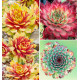 COLIBRIANT 3 SEMPERVIVUM CHICK CHARMS® : 1 GOLD NUGGET + 1 BUTTERSCOTCH + 1 MINT MARVEL