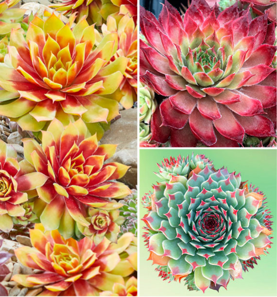COLIBRIANT 3 SEMPERVIVUM CHICK CHARMS® : 1 GOLD NUGGET + 1 BUTTERSCOTCH + 1 MINT MARVEL