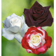COLIBRIANT 3 ROSIERS BUISSONS : 1 DOUBLE DELIGHT + 1 ANNAPURNA + 1 BLACK BACCARA