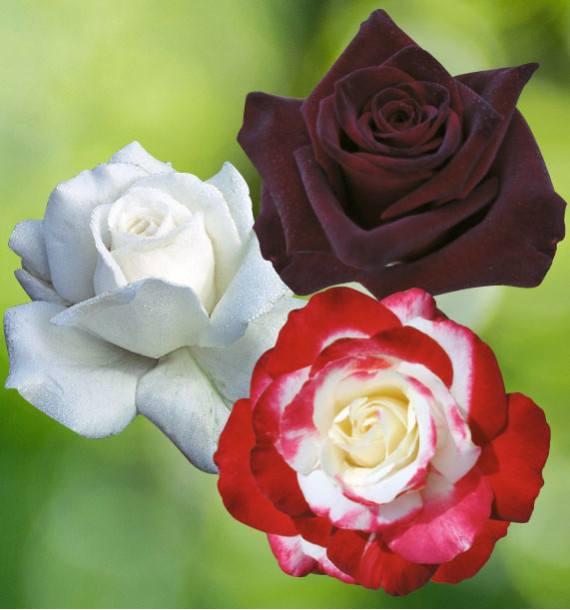COLIBRIANT 3 ROSIERS BUISSONS : 1 DOUBLE DELIGHT + 1 ANNAPURNA + 1 BLACK BACCARA