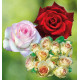 COLIBRIANT 3 ROSIERS BUISSONS : 1 MOONSTONE + 1 MILDRED SCHEEL + 1 GRETA