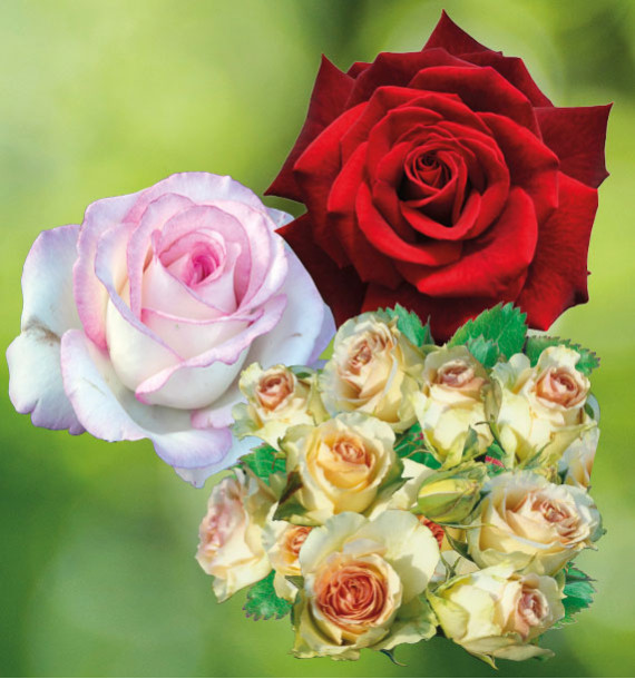 COLIBRIANT 3 ROSIERS BUISSONS : 1 MOONSTONE + 1 MILDRED SCHEEL + 1 GRETA