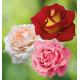 COLIBRIANT 3 ROSIERS BUISSONS : 1 PARFUM DE LIBERTE + 1 CATHERINE FROT + 1 KETCHUP & MUSTARD