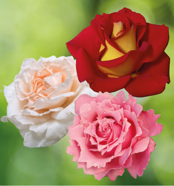 COLIBRIANT 3 ROSIERS BUISSONS : 1 PARFUM DE LIBERTE + 1 CATHERINE FROT + 1 KETCHUP & MUSTARD