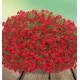 CALIBRACHOA ALOHA KONA DARK RED