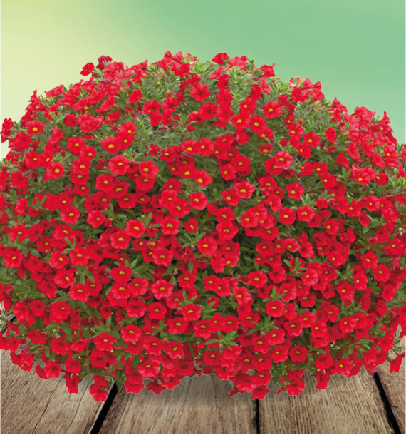 CALIBRACHOA ALOHA KONA DARK RED