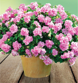 PETUNIA DOUBLE ORIGAMI® PINK