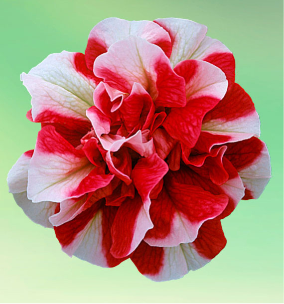 PETUNIA DOUBLE TUMBELINA® CHERRY RIPPLE