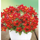 PETUNIA CASCADE CRAZYTUNIA® MANDEVILLE