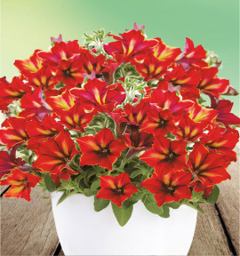 PETUNIA CASCADE CRAZYTUNIA® MANDEVILLE