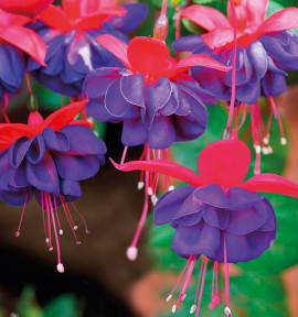 FUCHSIA GENERAL MONK